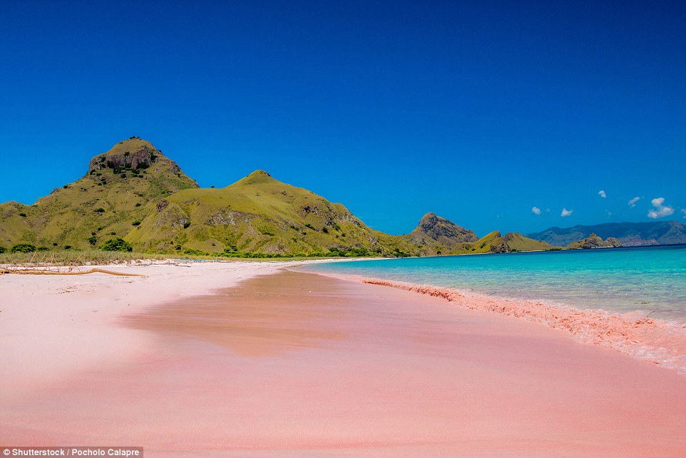 Pantai Pink Dekat Pulau Komodo Pukau Dunia, Hanya Ada di Empat Negara